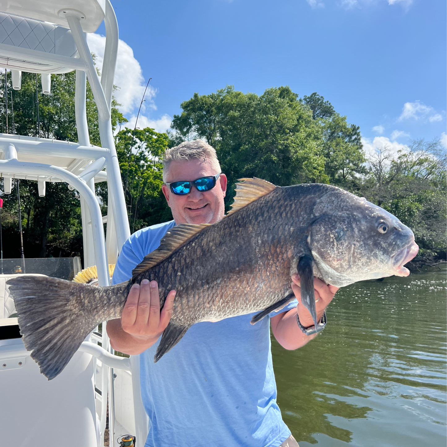black drum in the gulf shores canal