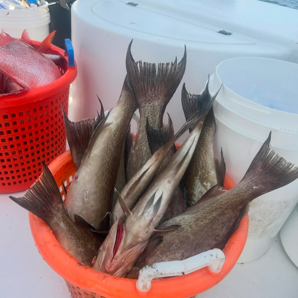 12HR DEEP DROP (Grouper Trip)