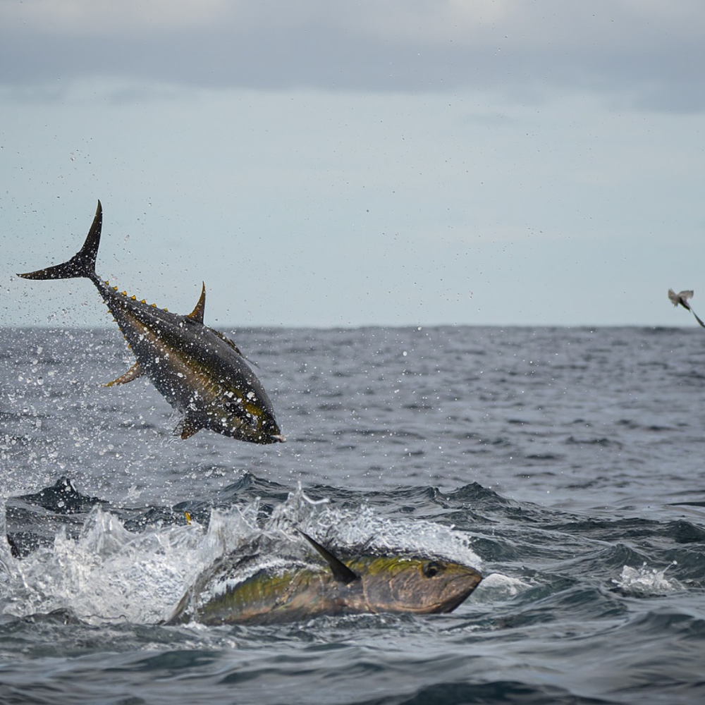 18 HR TUNA TRIP