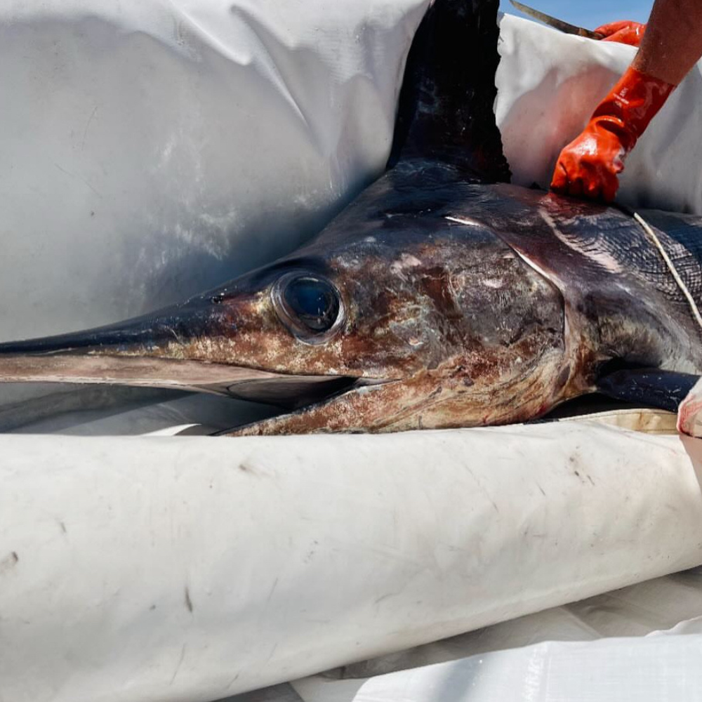 12HR SWORDFISH